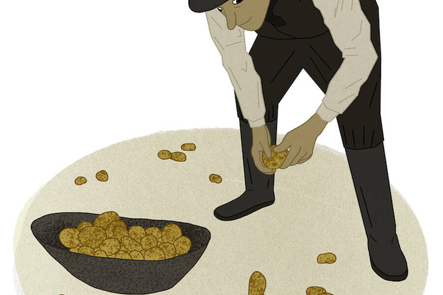A man picks potatoes, which helped bring peace