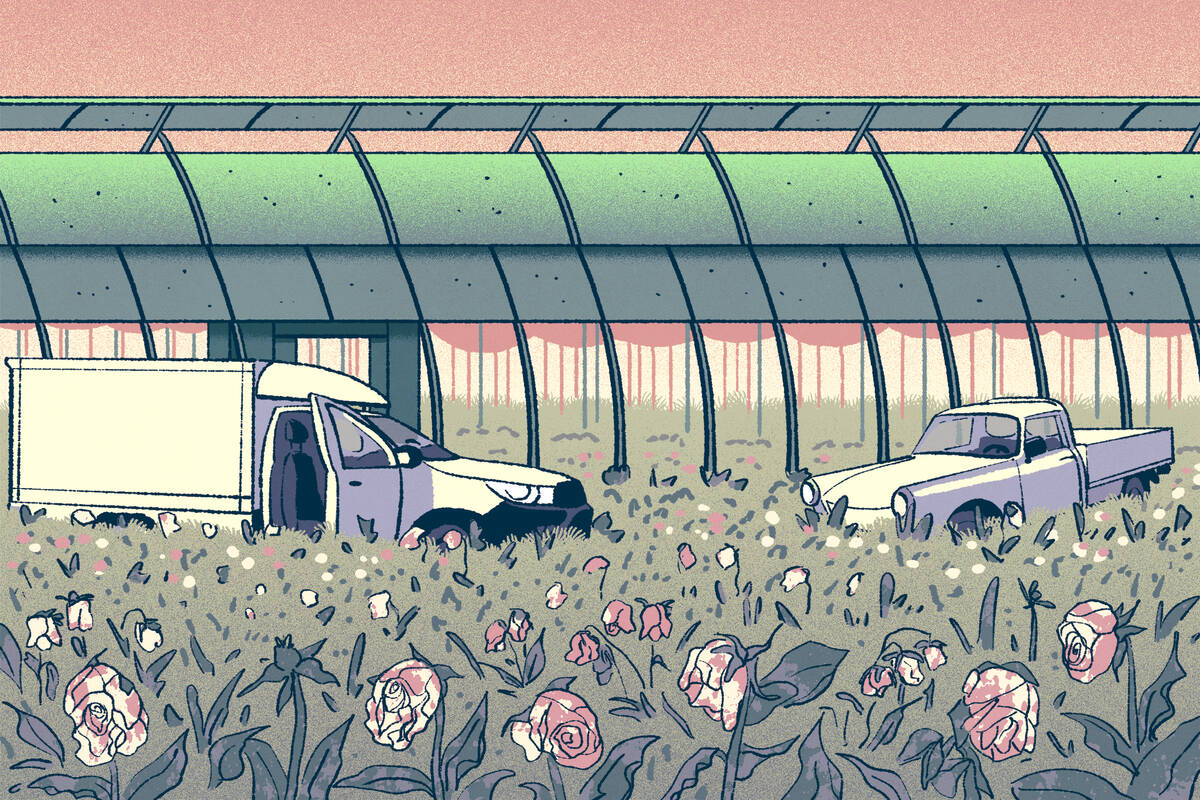 field of wilting flowers and abandoned trucks in front of greenhouse.